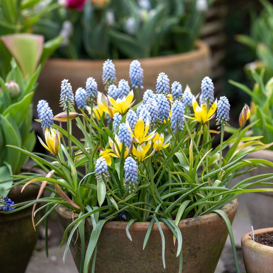 'Petit Love' lökblandning